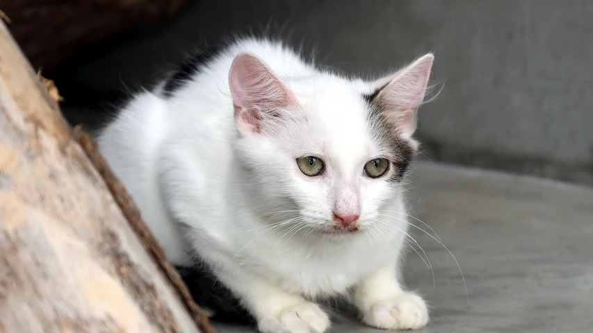 Kater Oleg