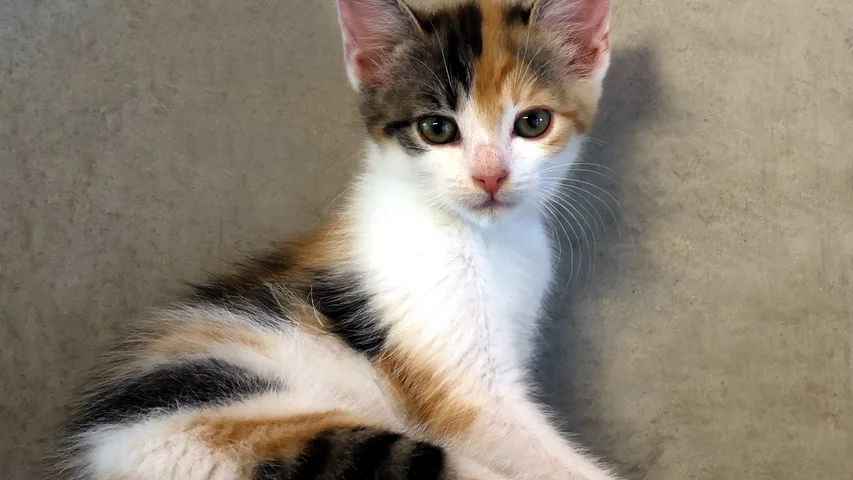 Louisa, Katze