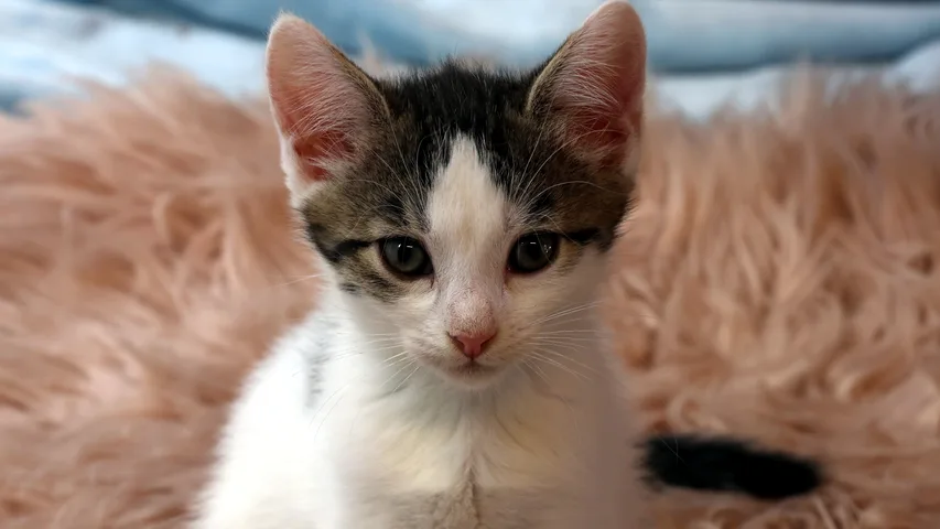 Aslan, Kater