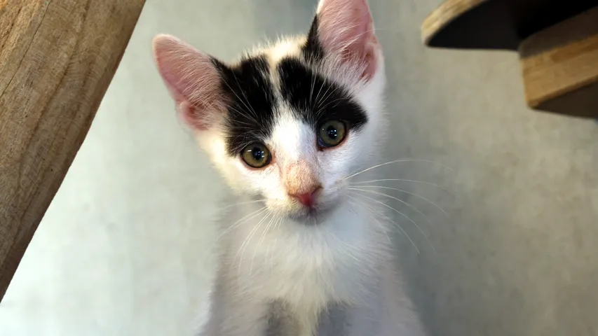 Lewe, Kater