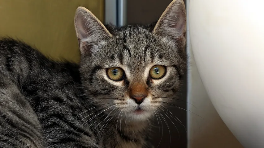 Wenzel, Kater