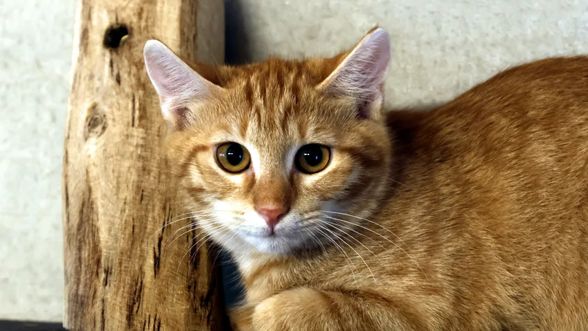 Wala, Katze