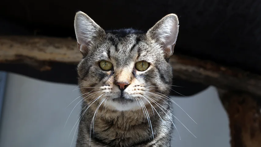 Kater Grimbert