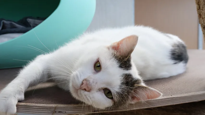 Suza, Katze