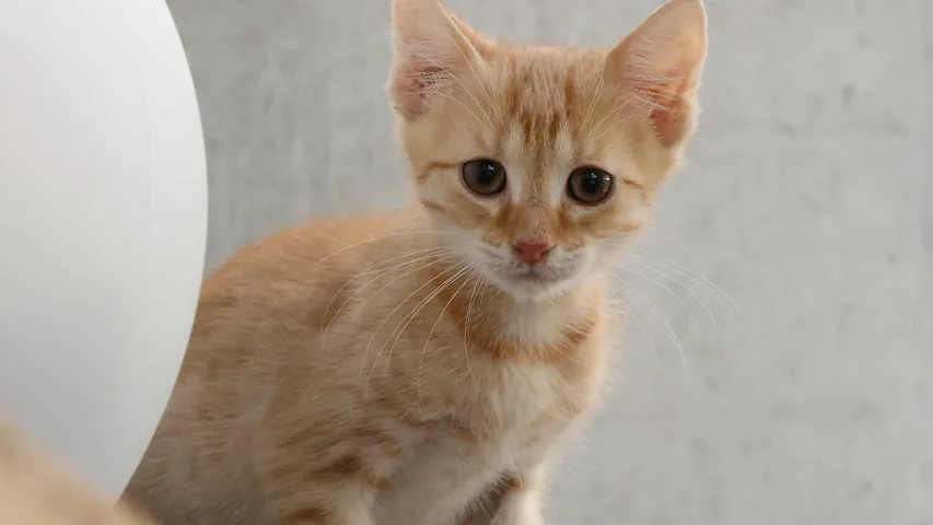 Omar