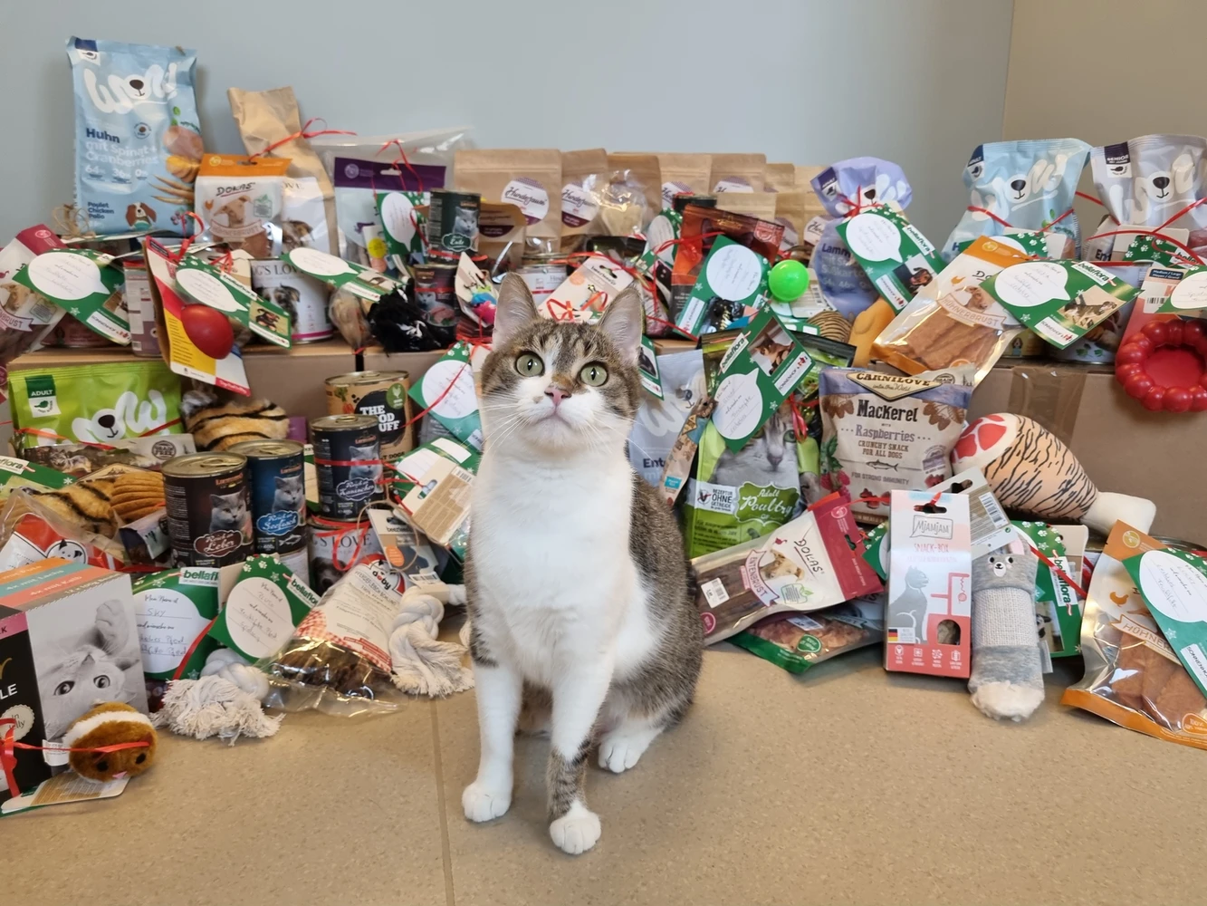 © Landestierschutz Burgenland Katze mit Spenden