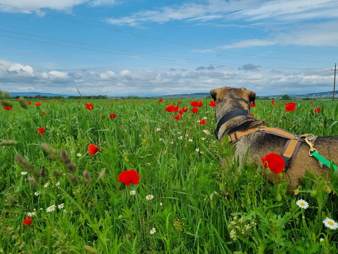 © Landestierschutz Burgenland Foto Ozzy beim Spaziergang