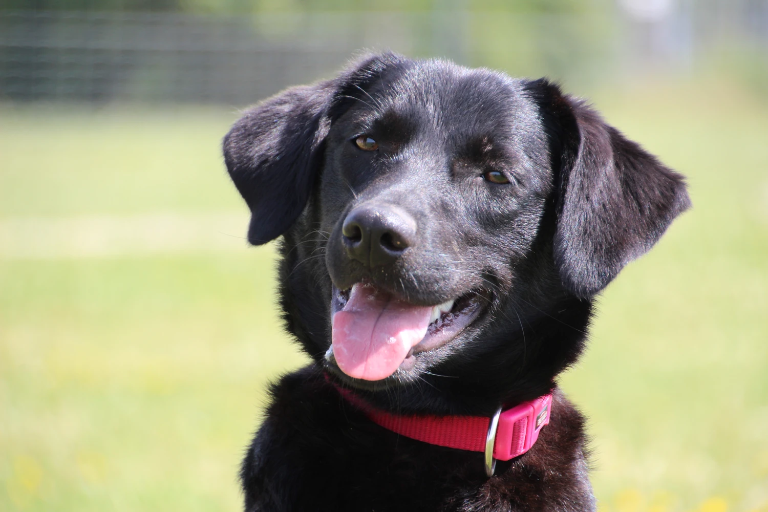 © Landestierschutz Burgenland Foto Hund Meeko