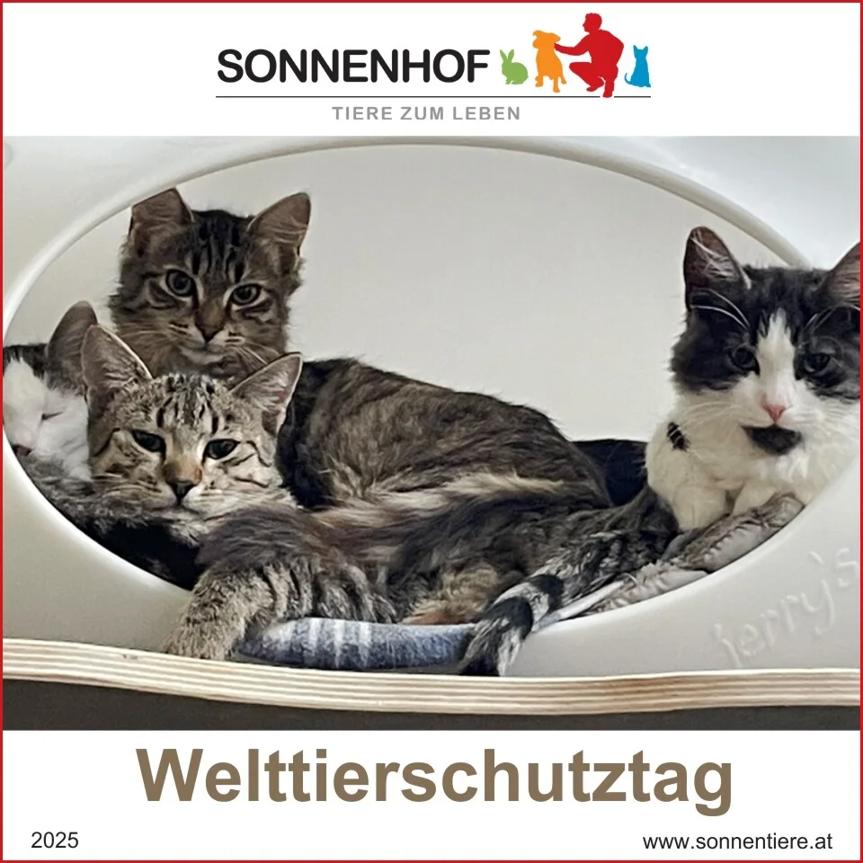 Bild von mehreren Katzen in einer Katzenhöhle