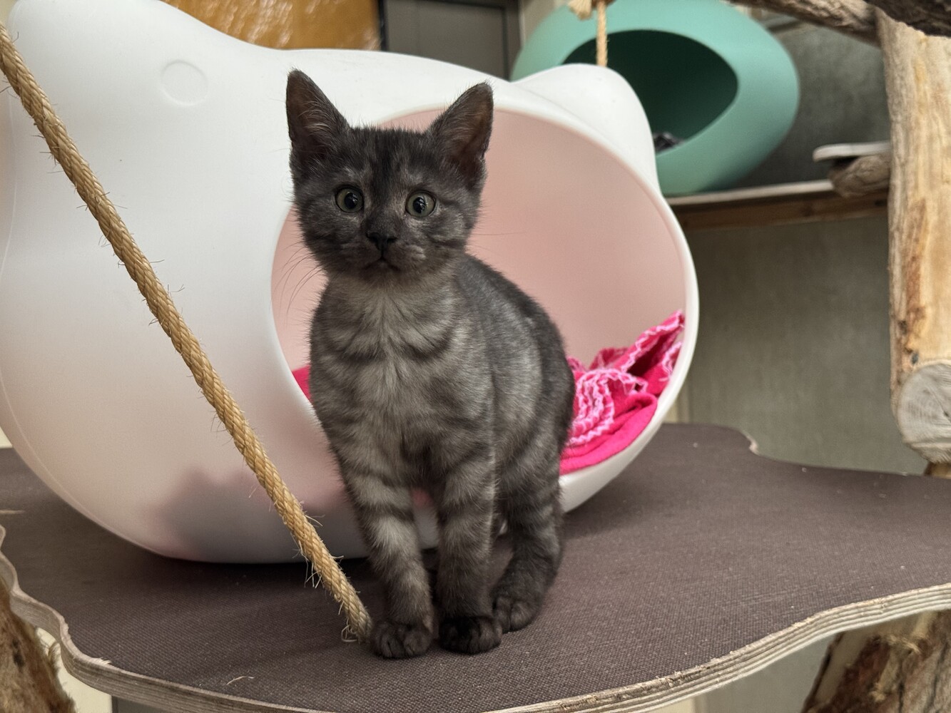 grau getigerte katze