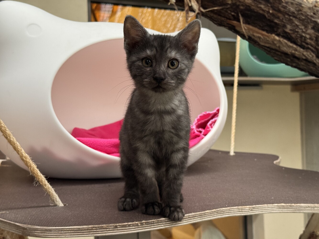 grau getigerte katze