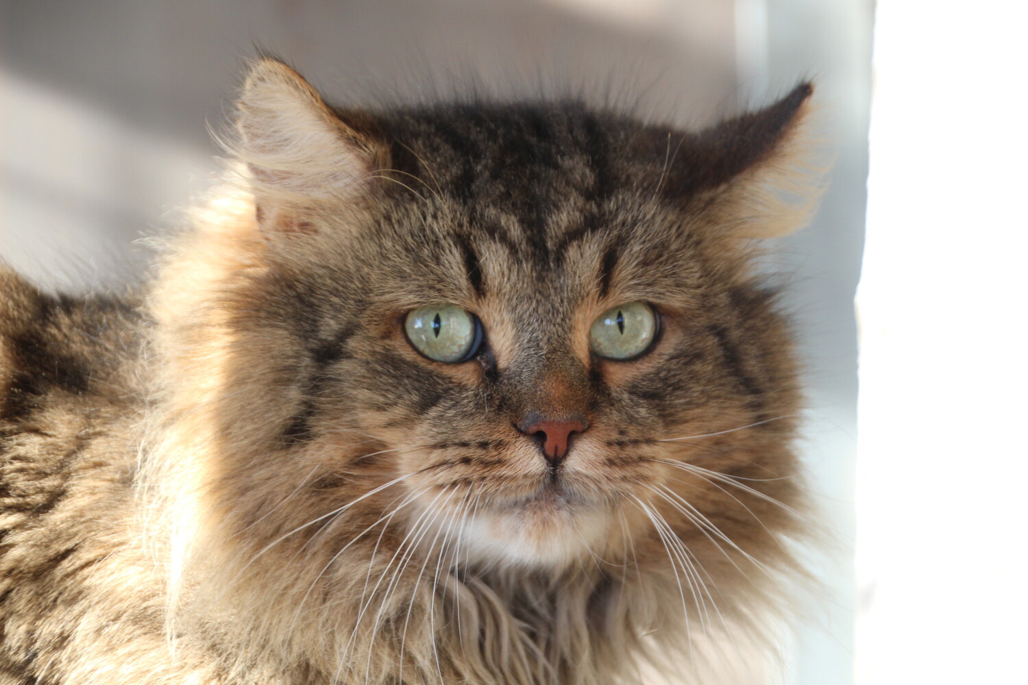 Braun getigerte Katze