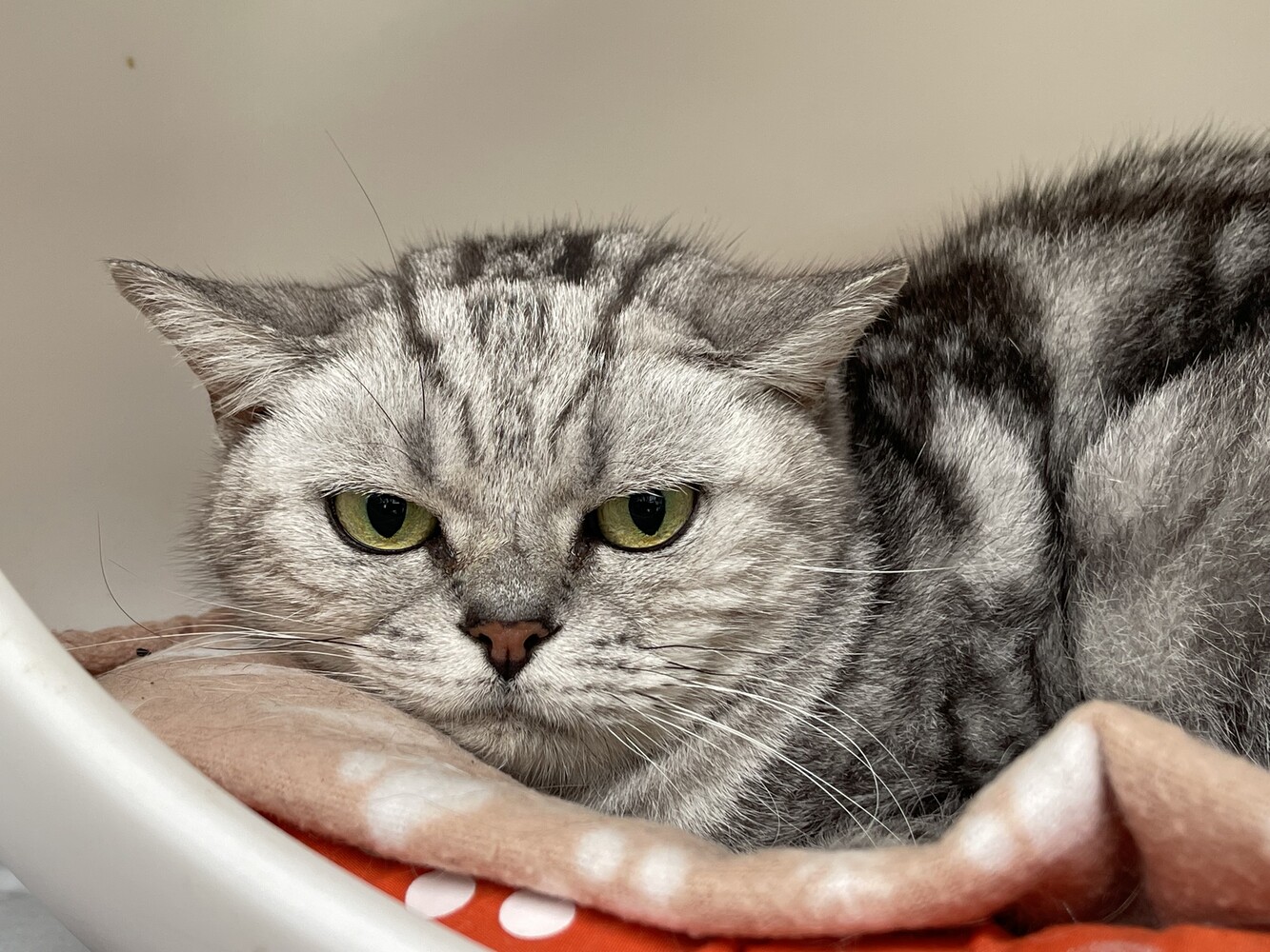 grau getigerte katze