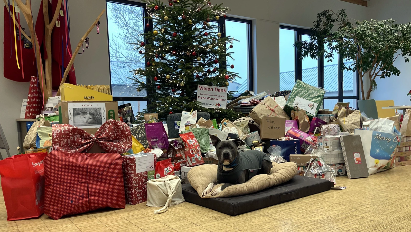 Sonnentier "Arthos" vor einem Berg von Weihnachtsgeschenken