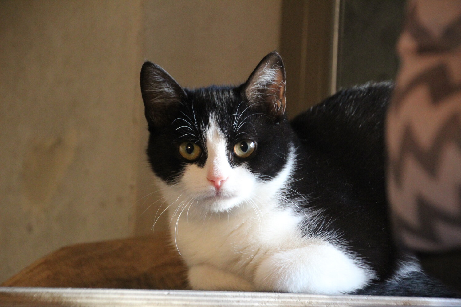 schwarz weiße katze