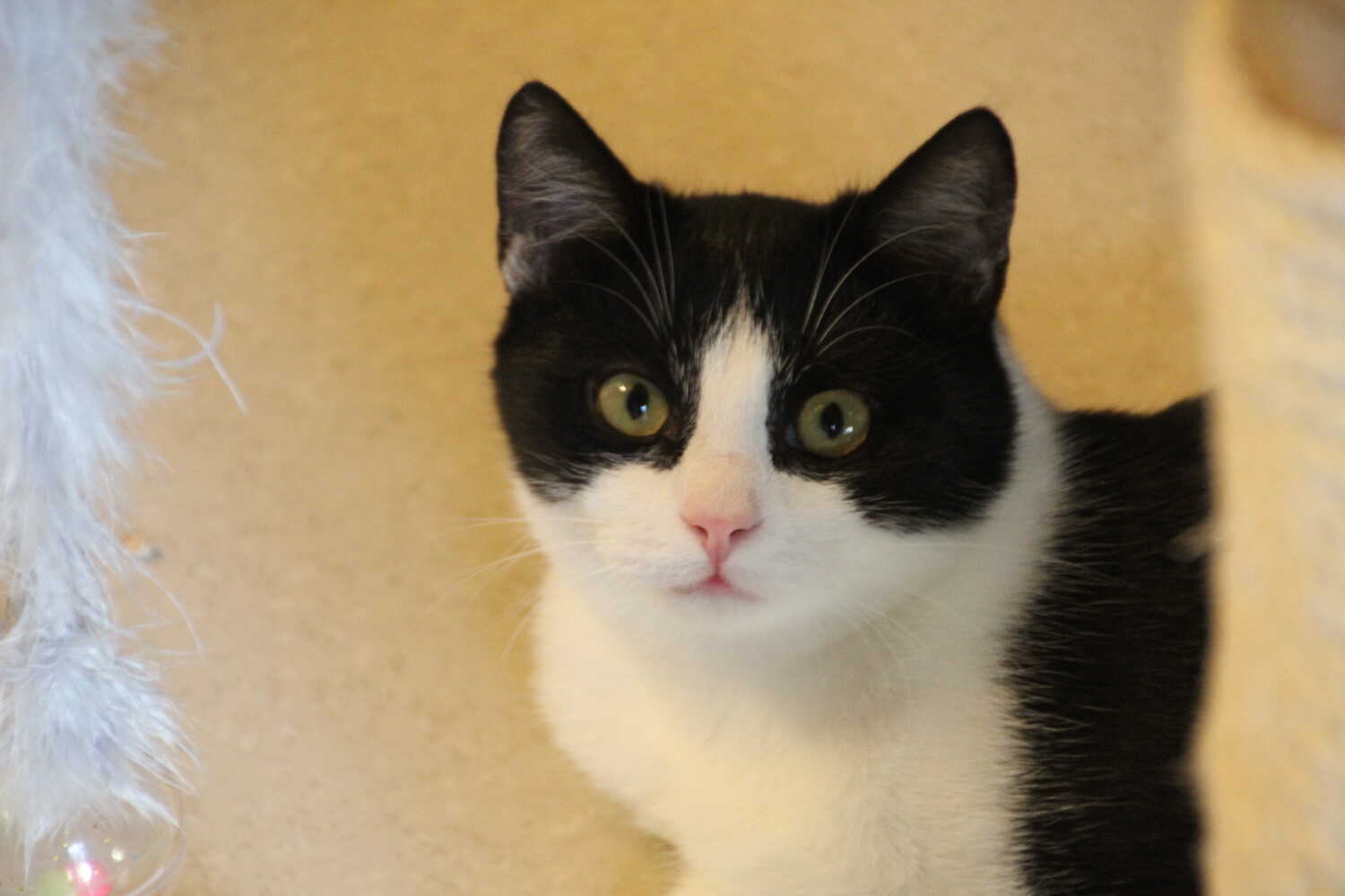 schwarz weiße katze