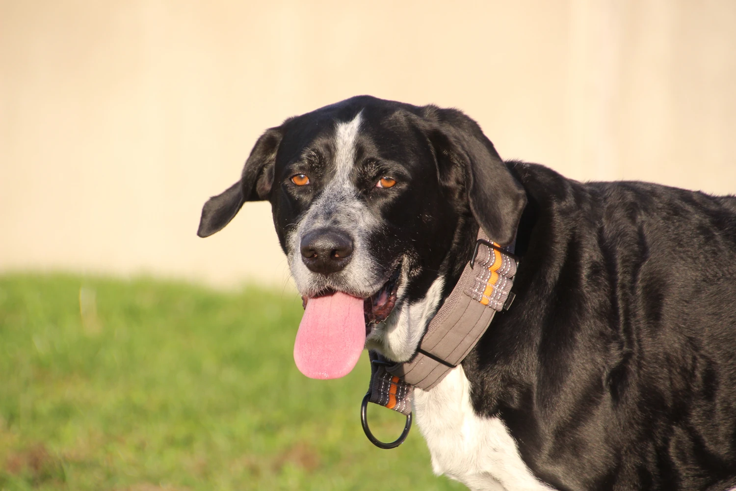 schwarz weißer hund