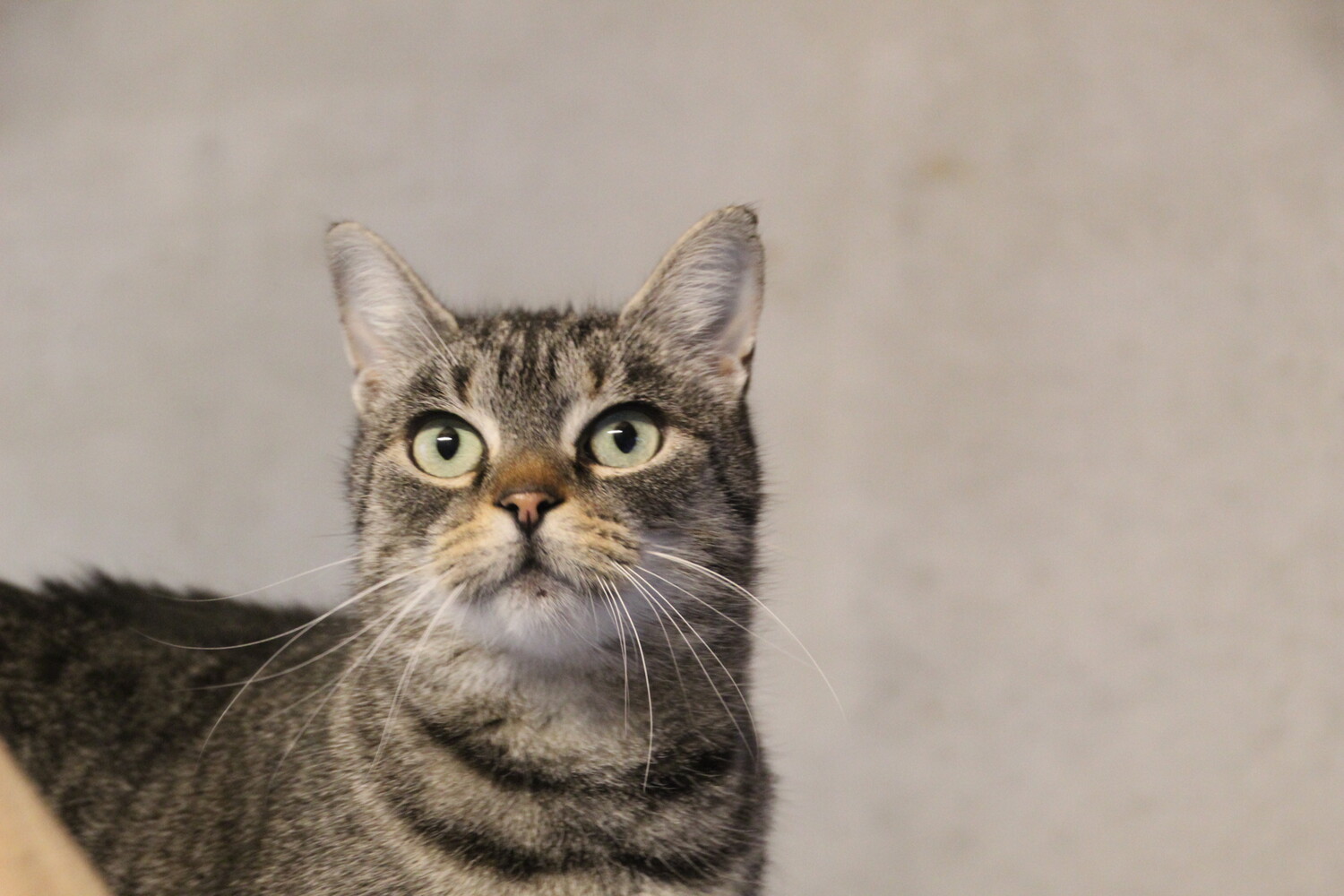 grau getigerte katze