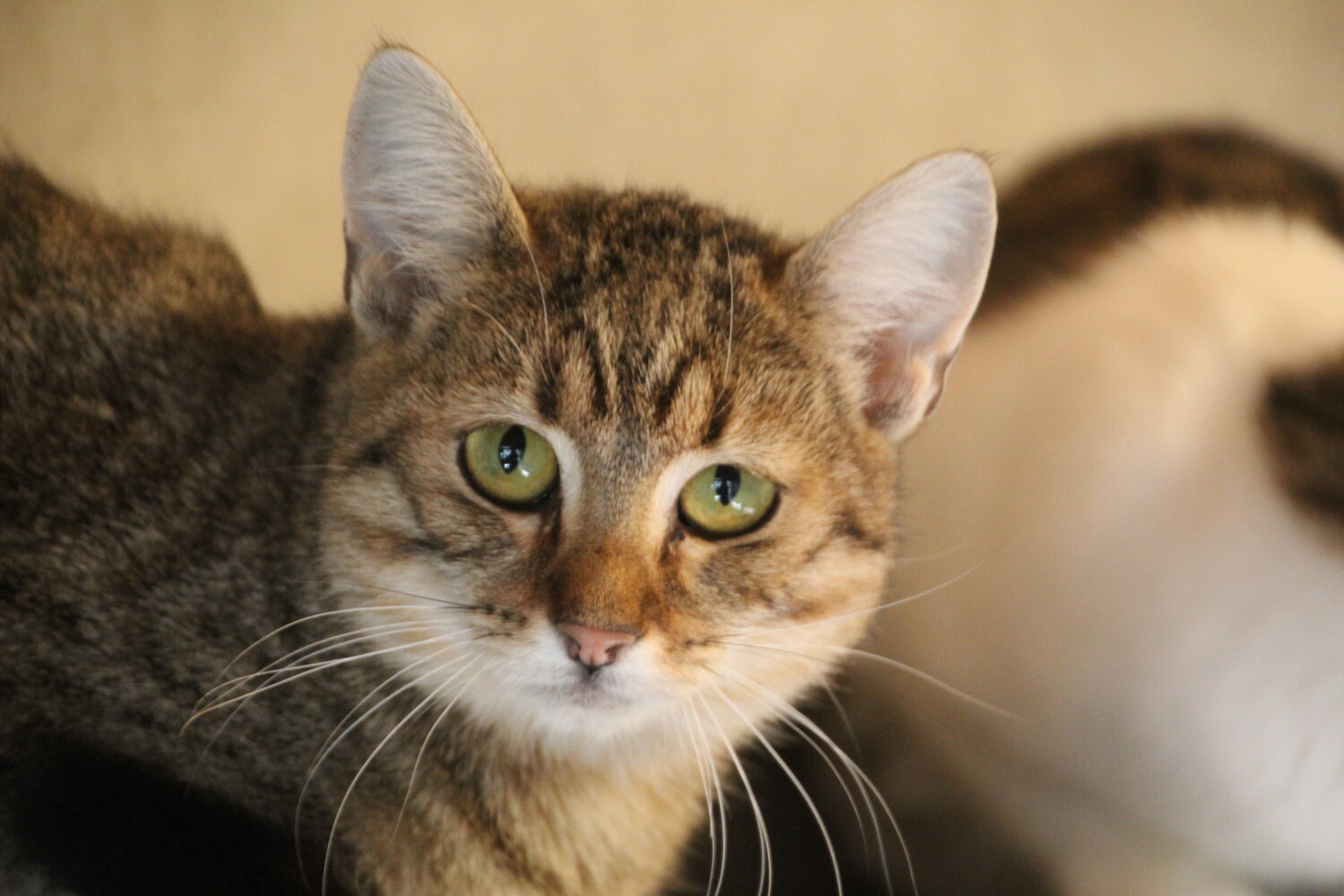 grau getigerte katze