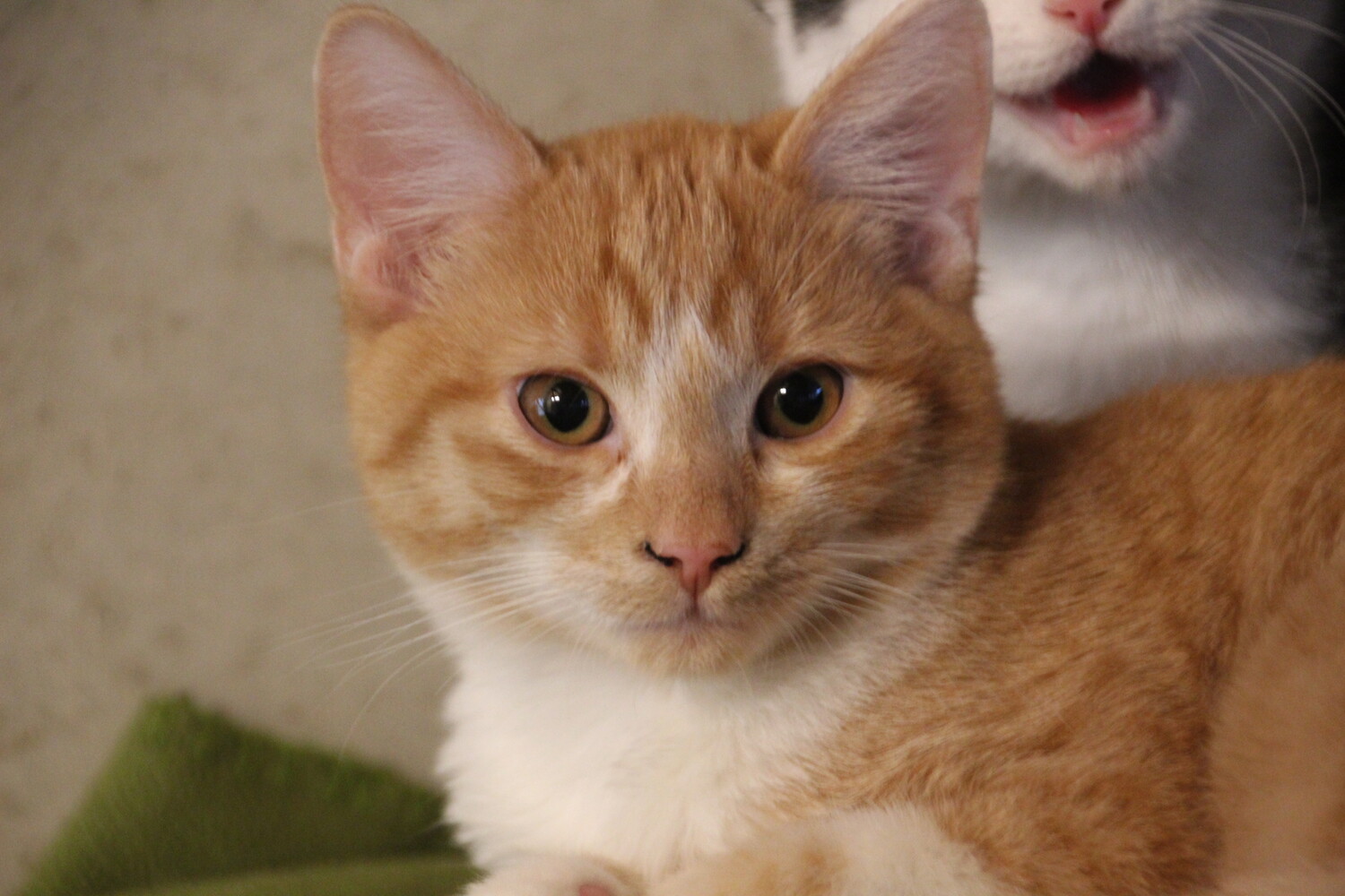 rot getigert weiße katze