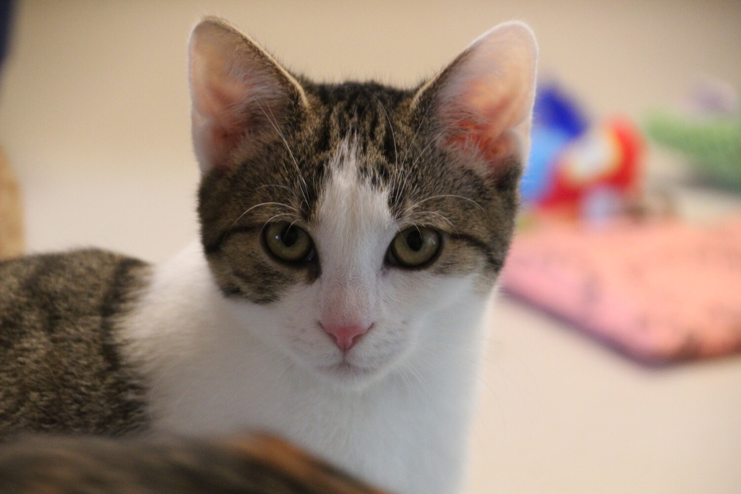 braun getigert weiße katze