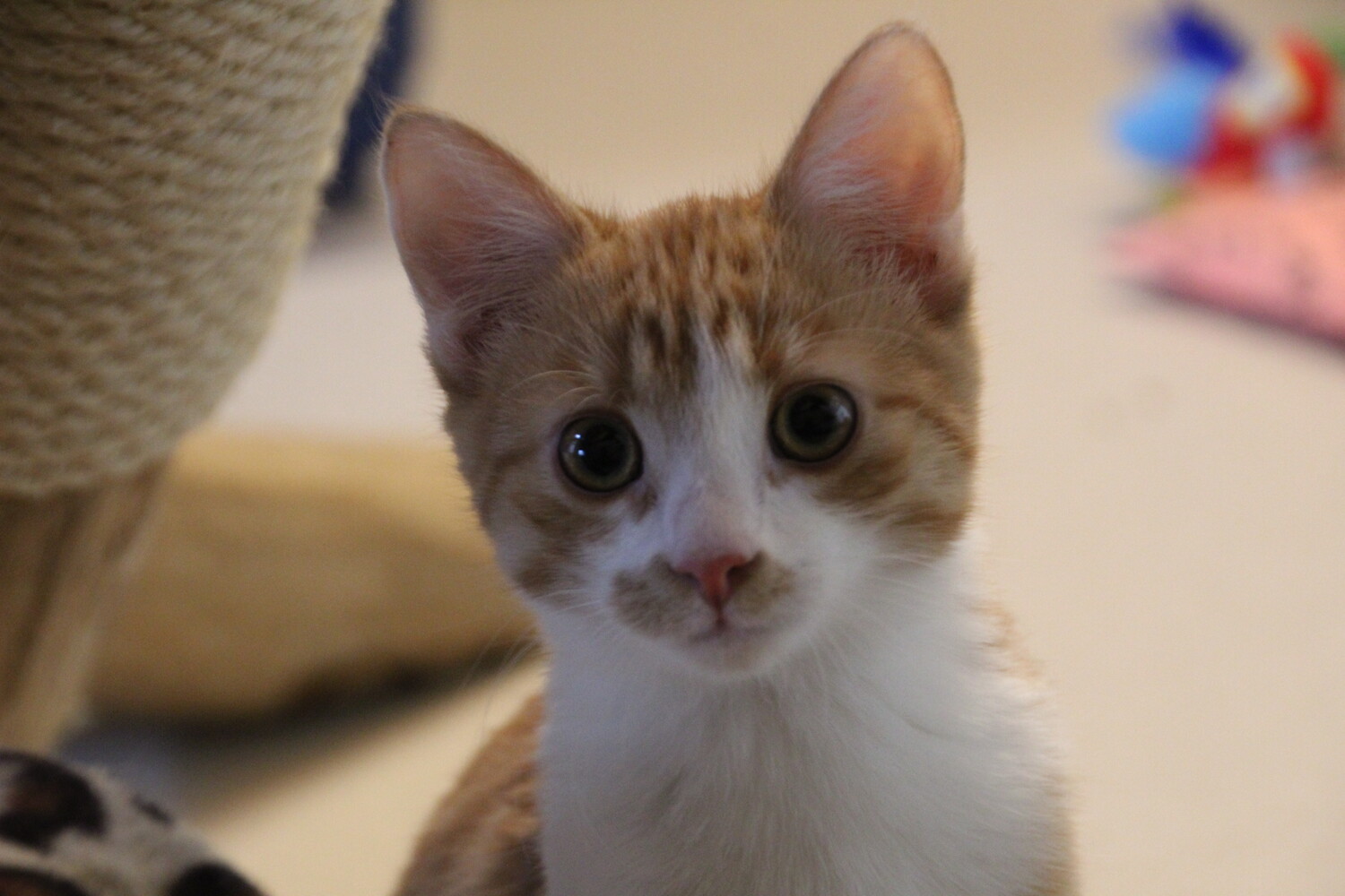 rot getigert weiße katze