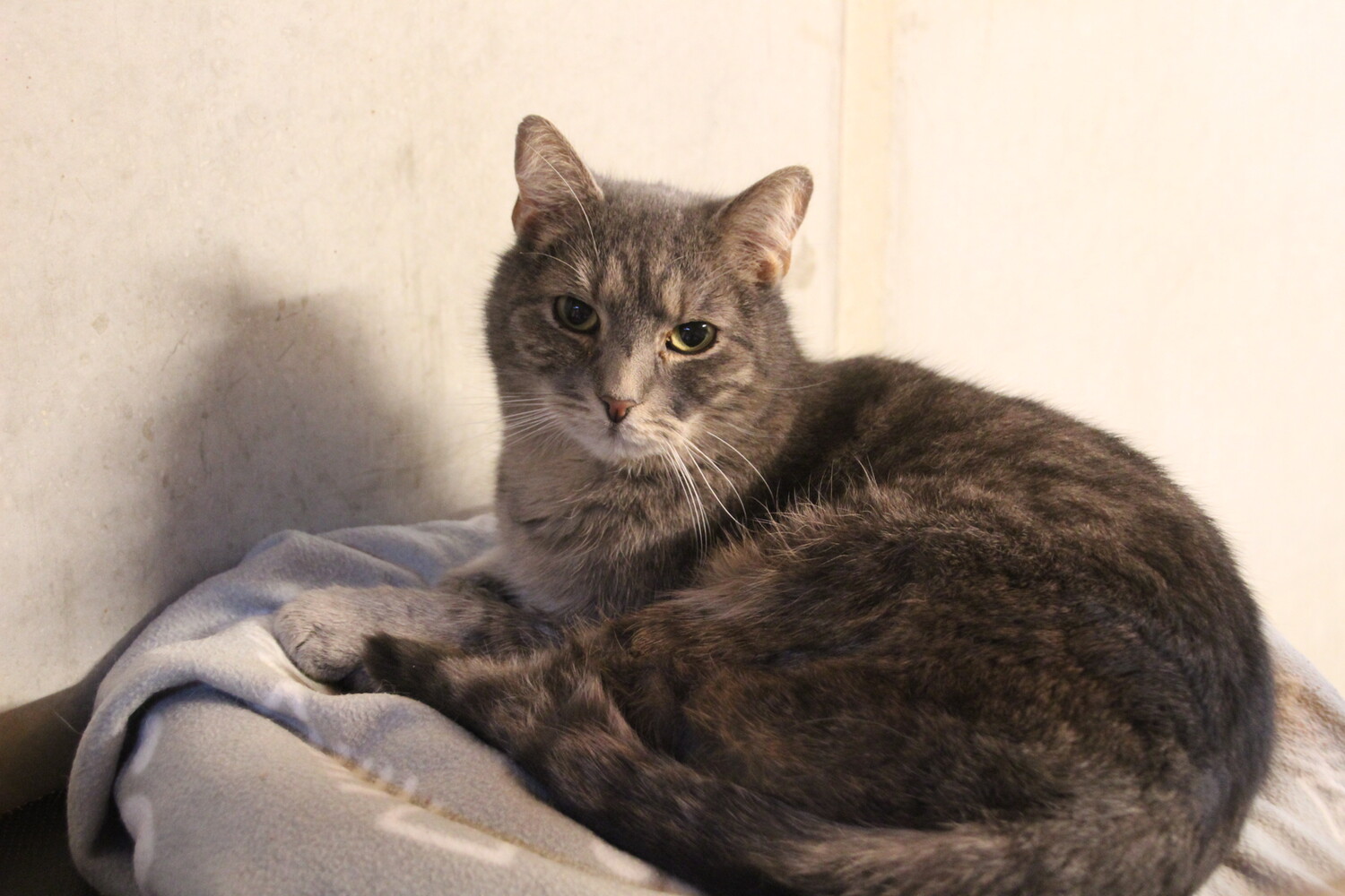 grau getigerte katze