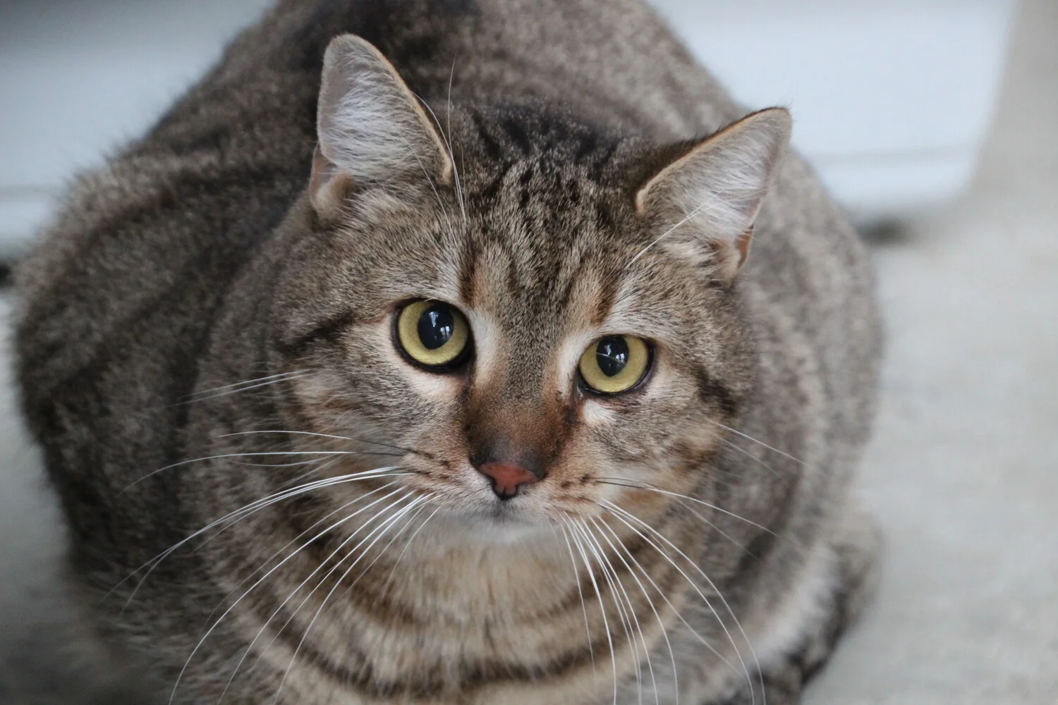 braungetigerte Katze