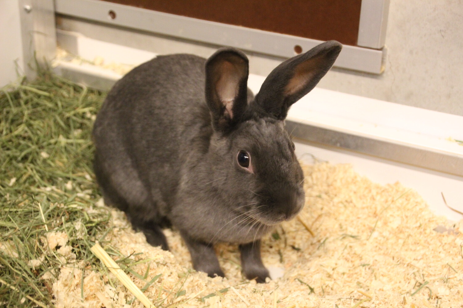 graues Kaninchen