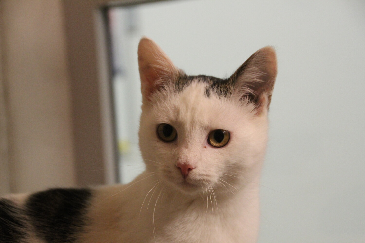 braun getigert weiße katze