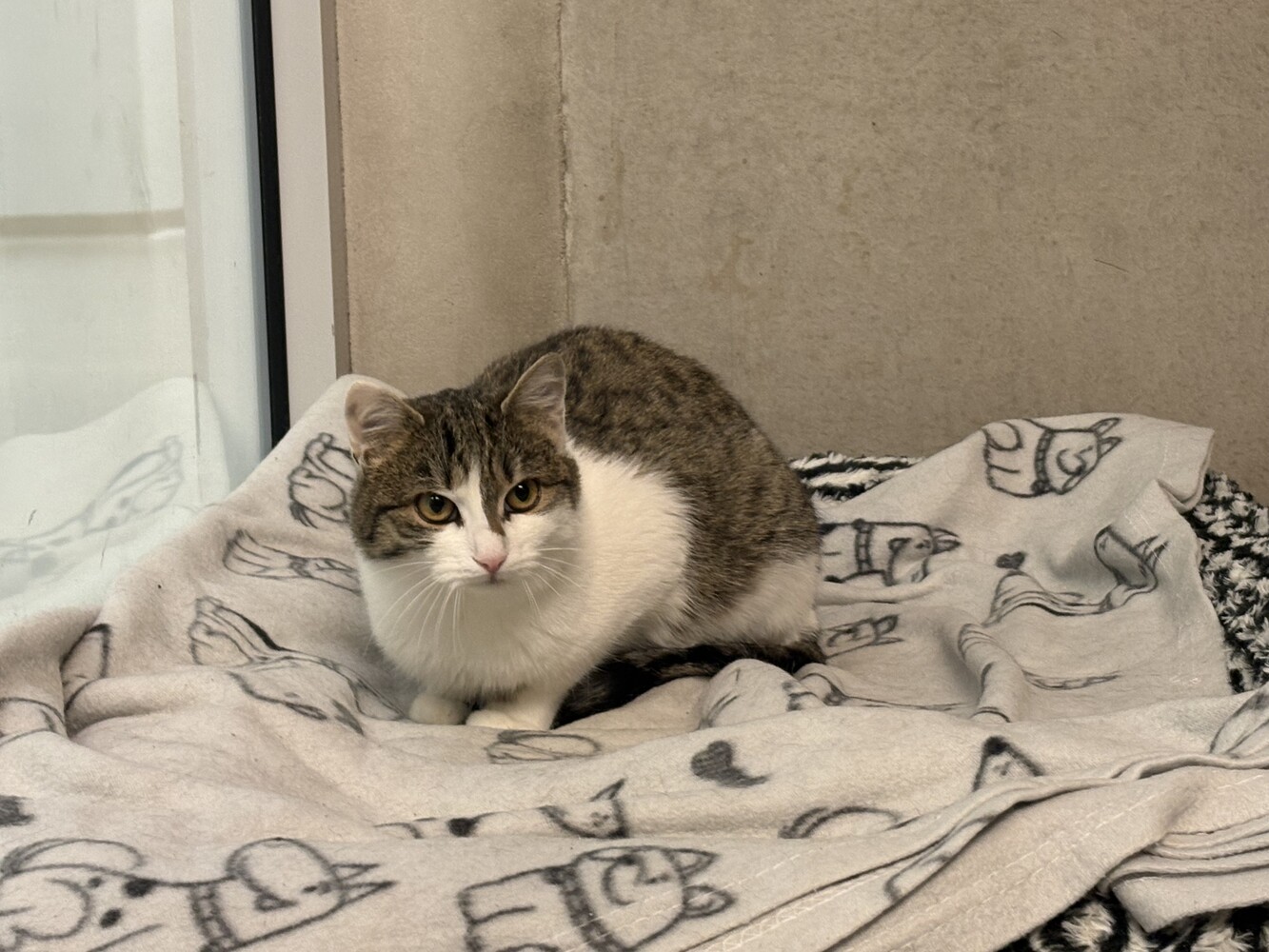 braun getigert weiße katze