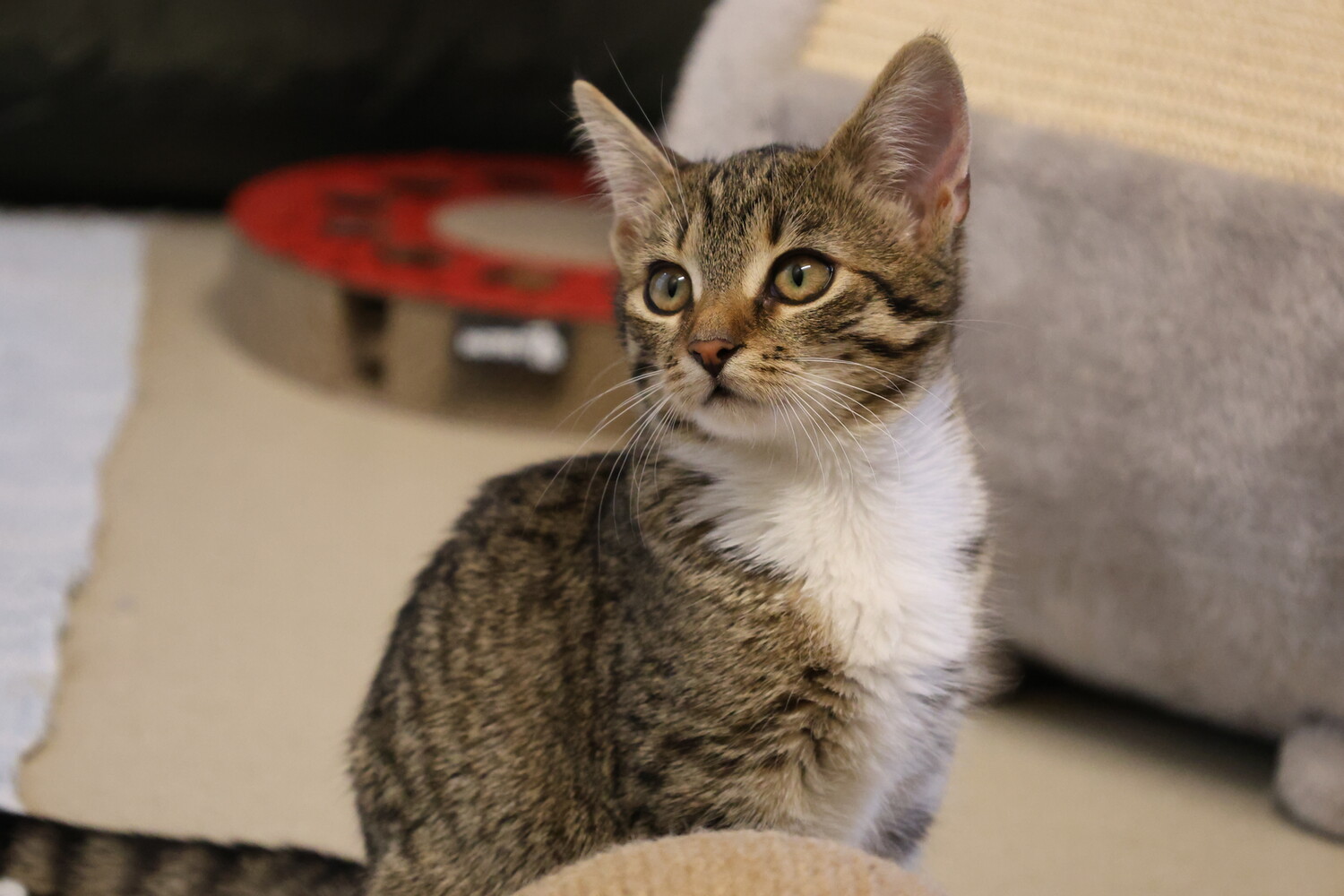 braun getigert weiße katze