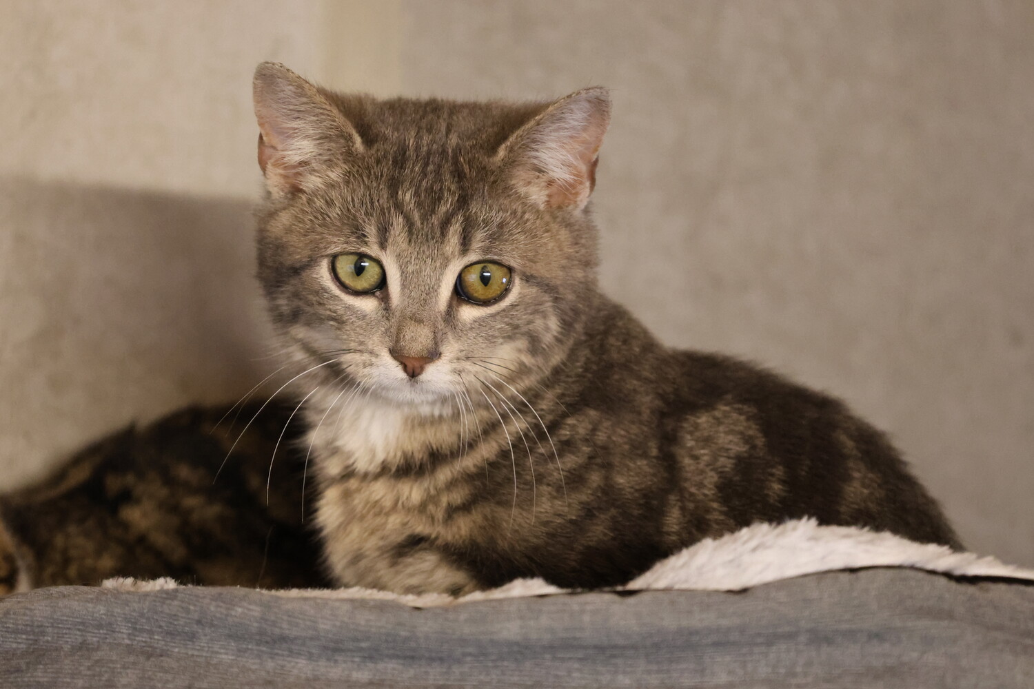 grau getigerte katze