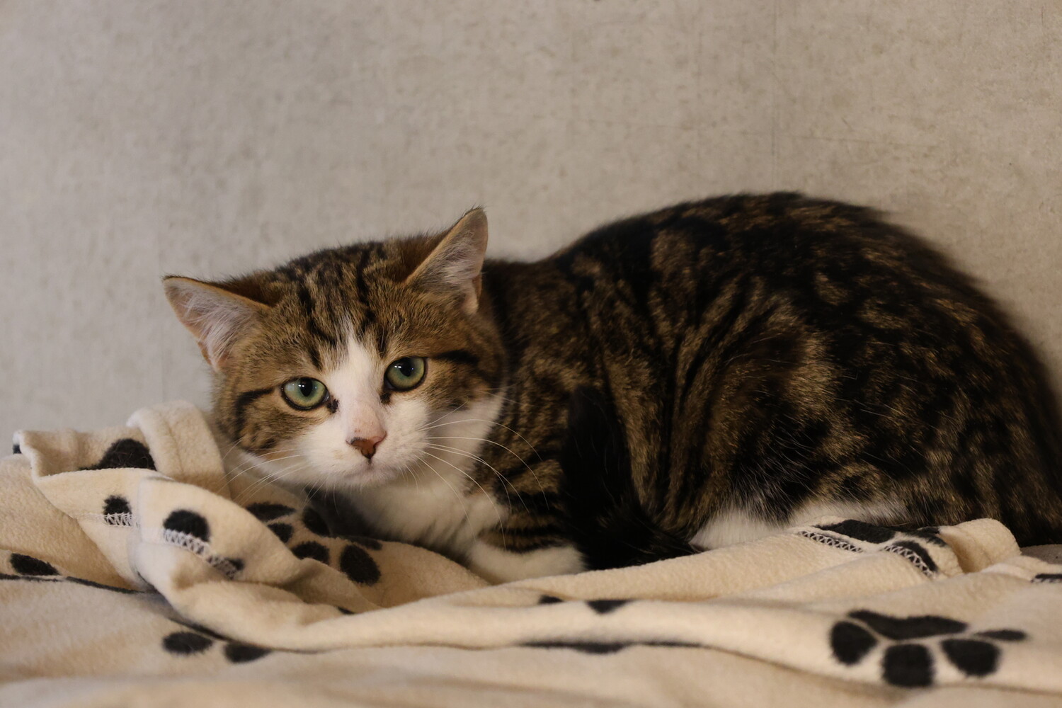 braun getigert weiße katze