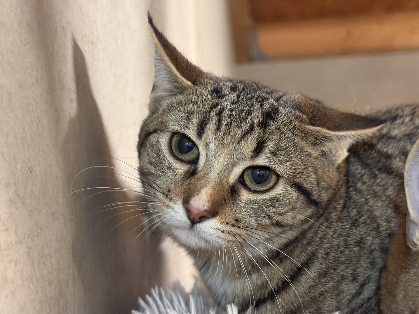 Braun getigerte Katze