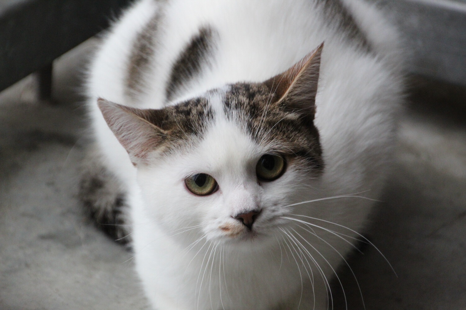 braun getigert weiße katze