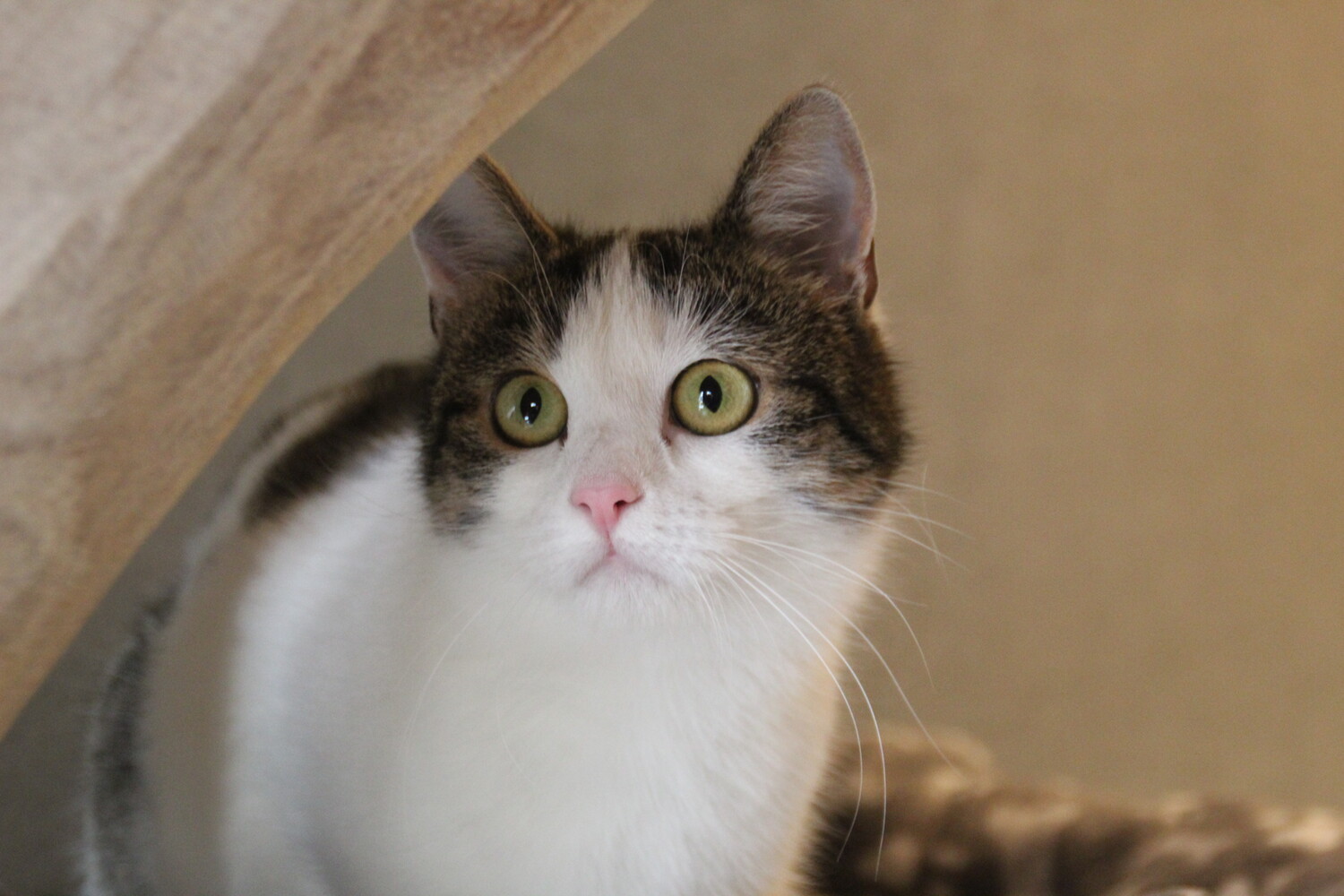 braun getigert weiße katze