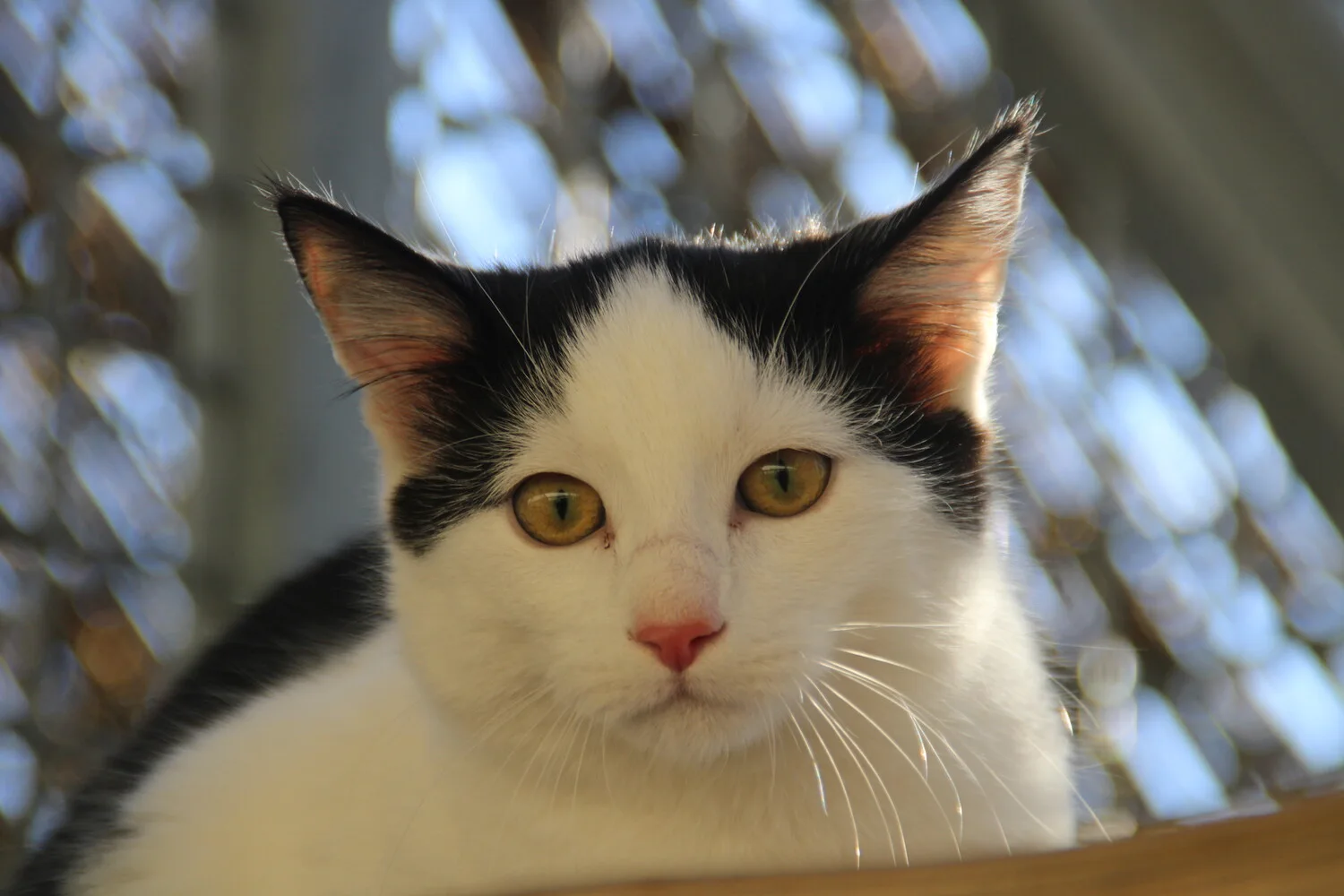 schwarz weiße katze