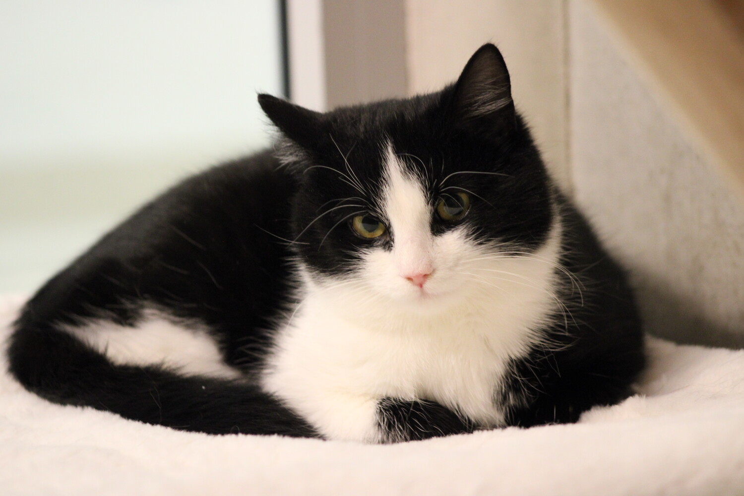 schwarz weiße katze