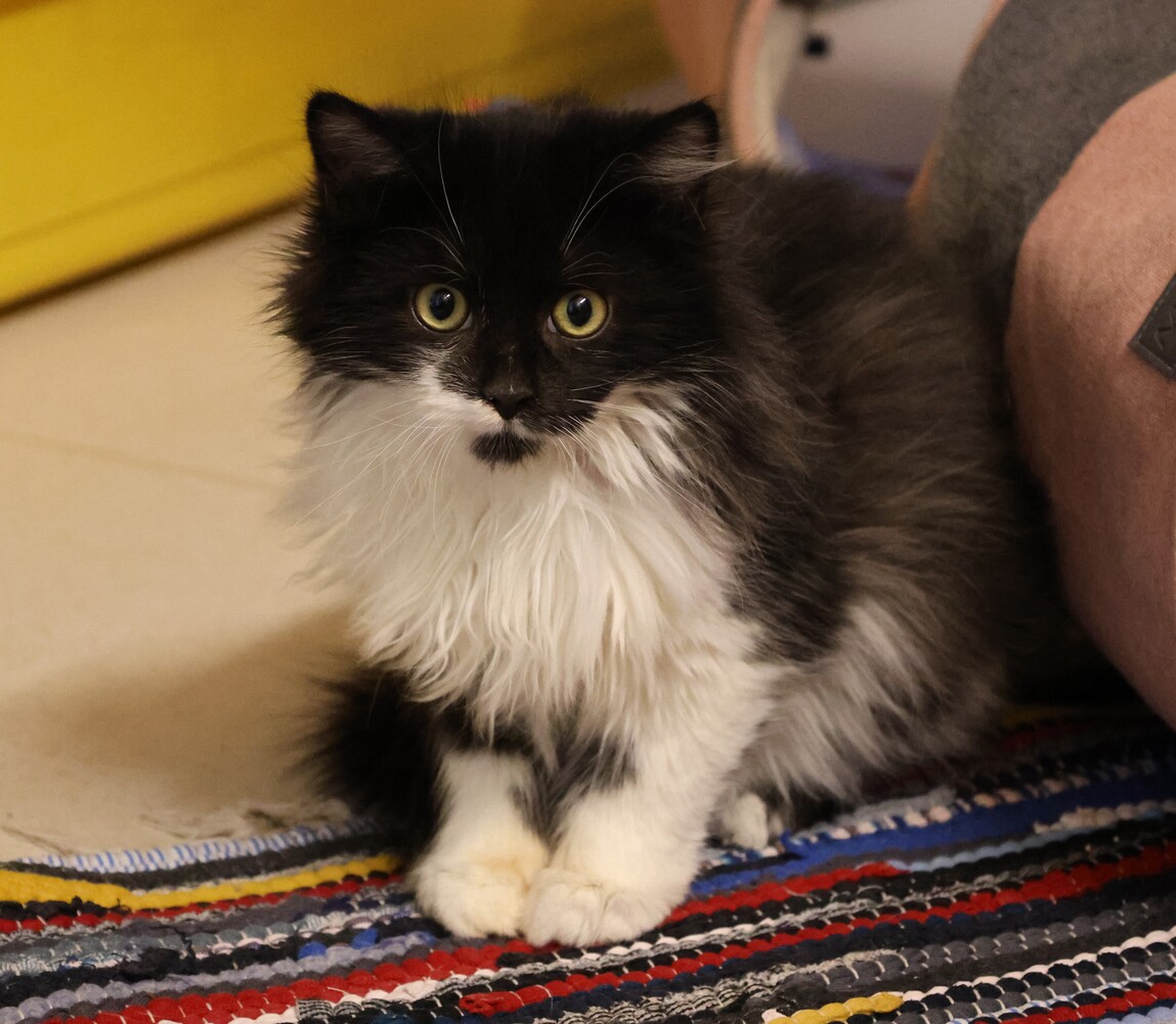 schwarz weiße katze