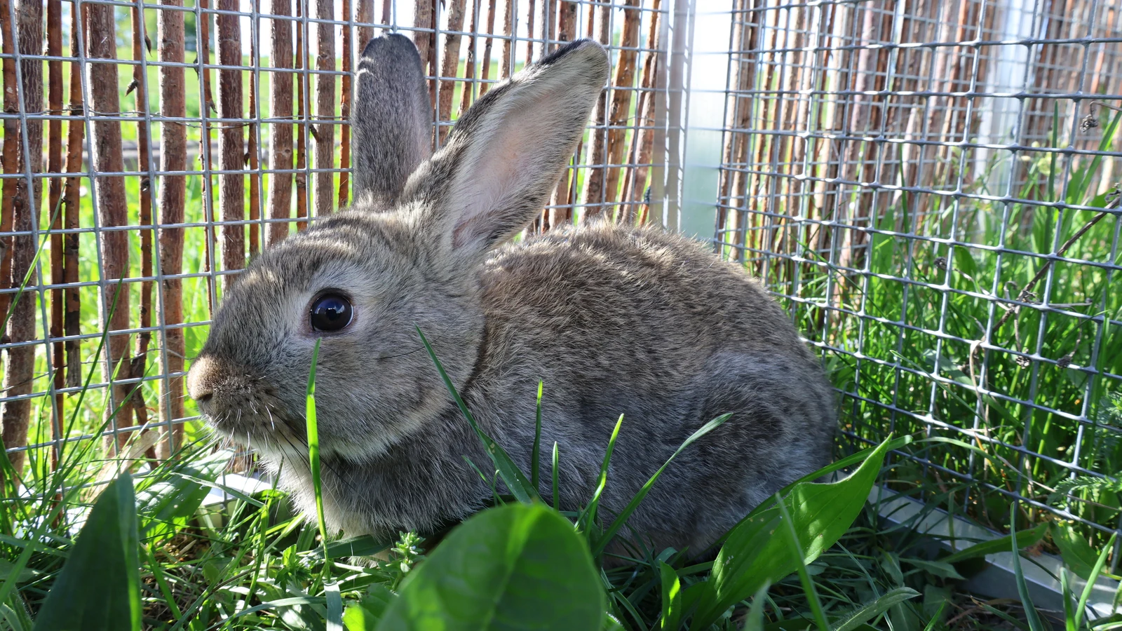 Balu, braunes Kaninchen