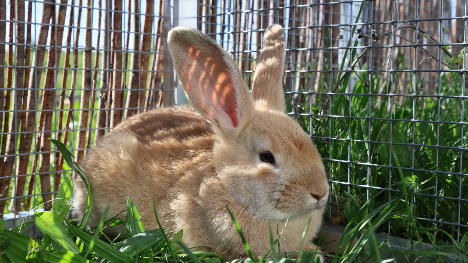 Cindarella, creme Kaninchen