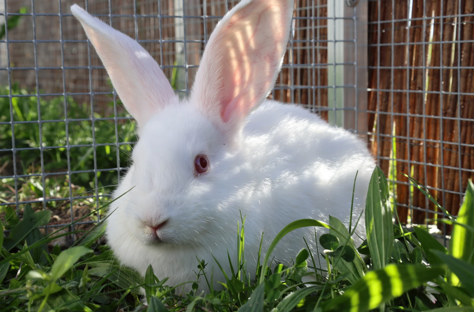 Elsa, weißes Kaninchen