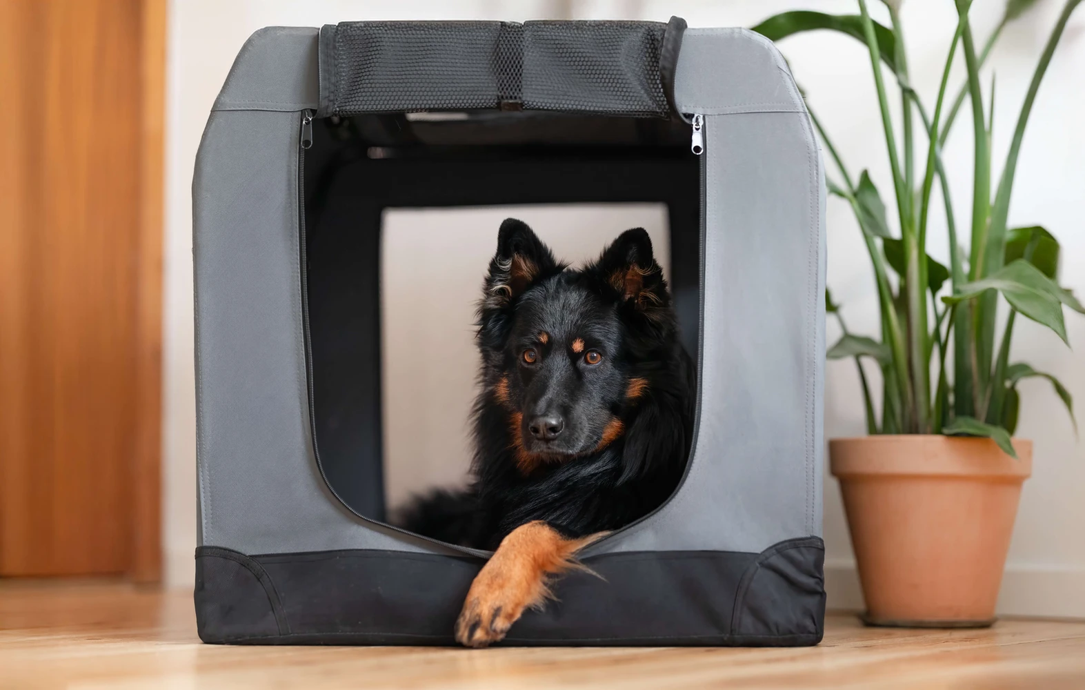 Hund liegt in einer Hundebox