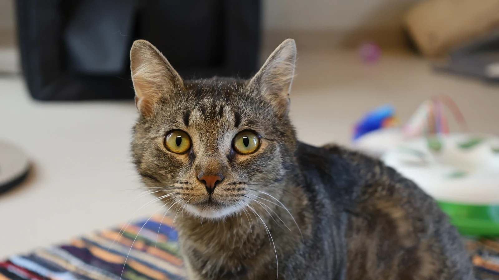 braun getigerte dreibeinige Katze