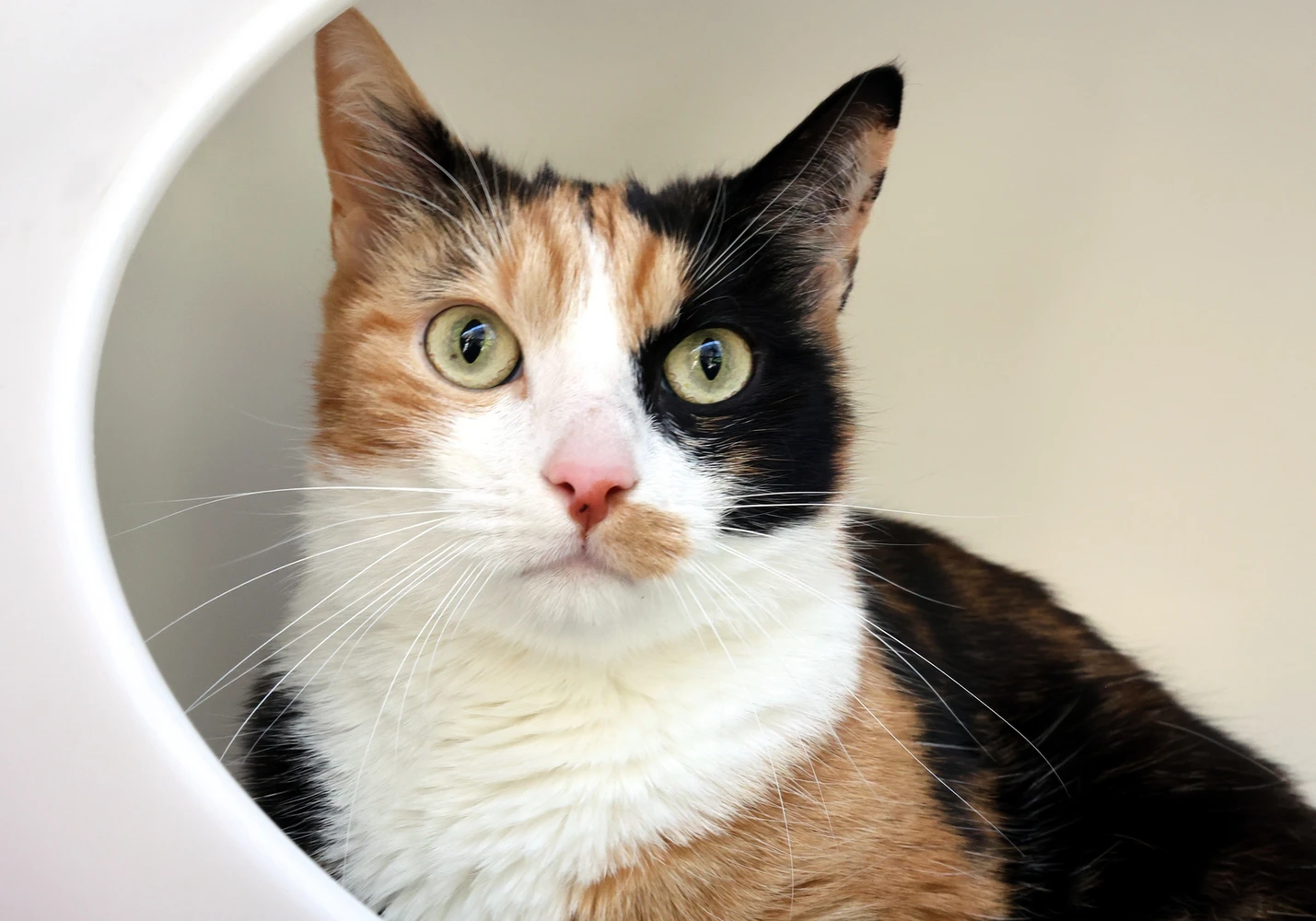 Hermine, dreifärbige Katze