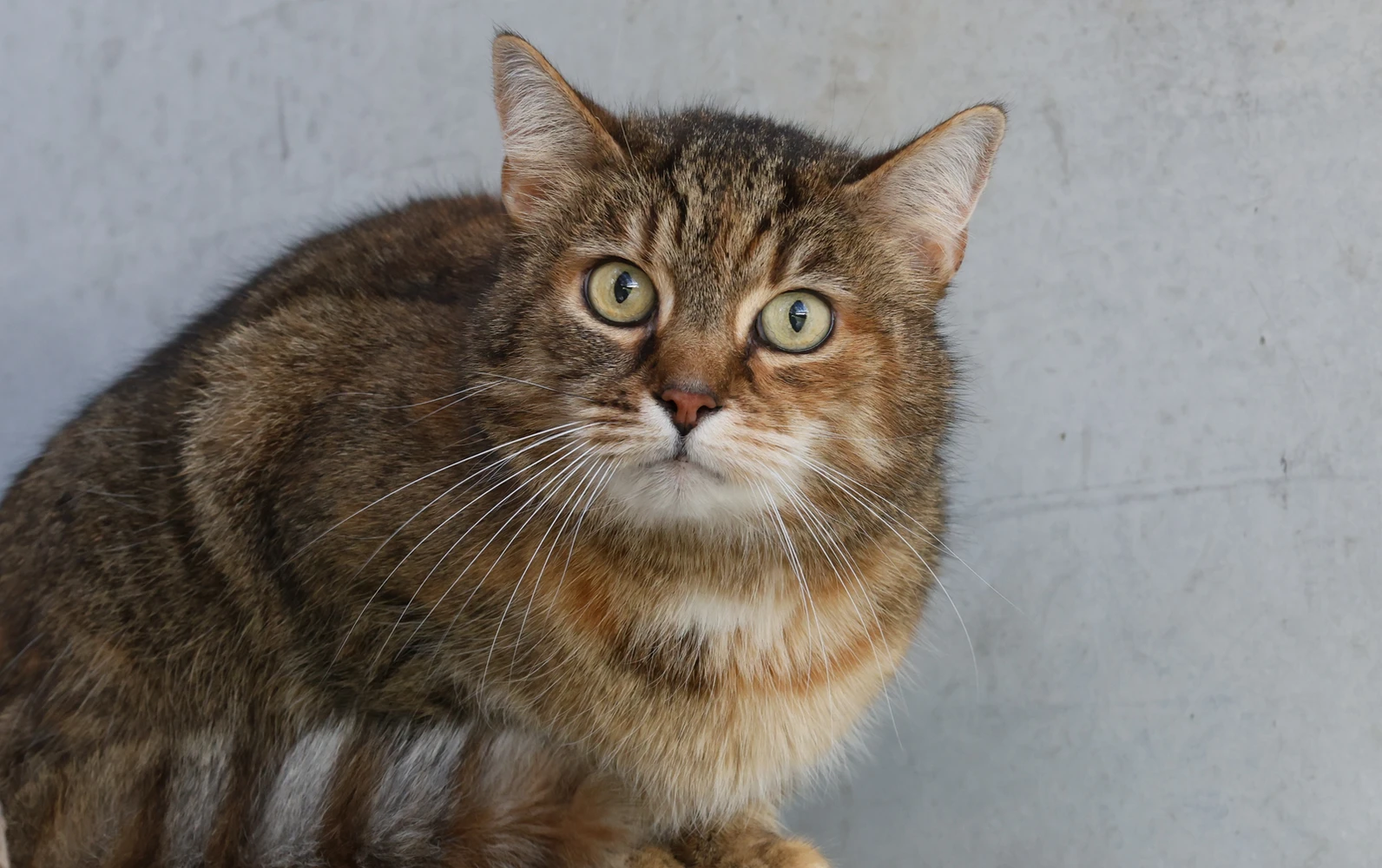 Puppi, Katze