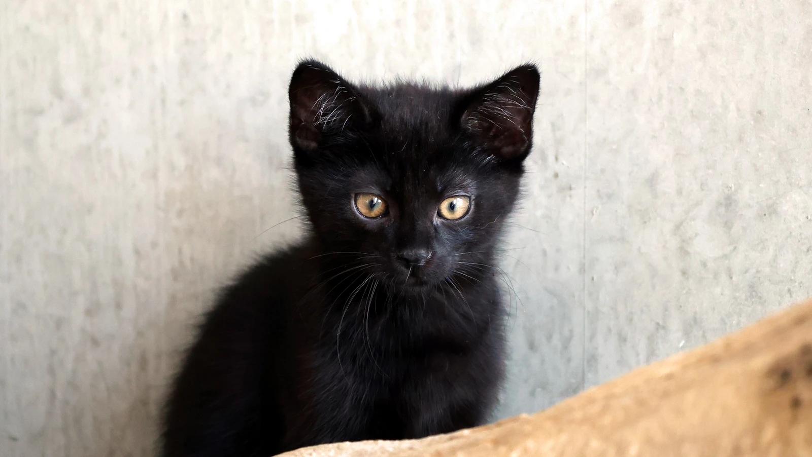 Kater Gabriel