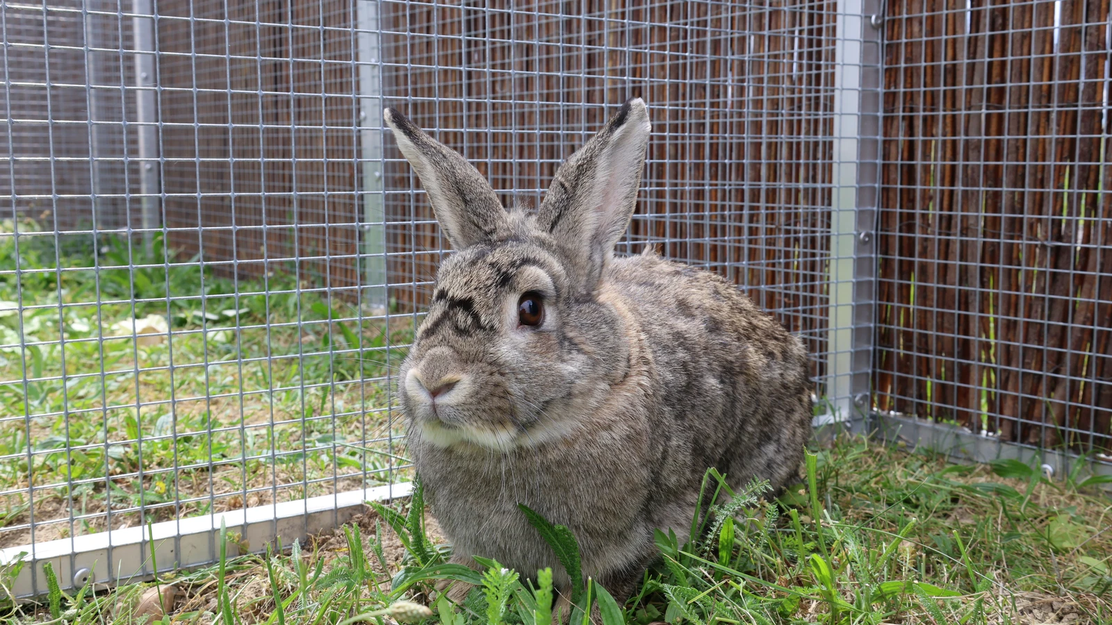 Kaninchen Disney