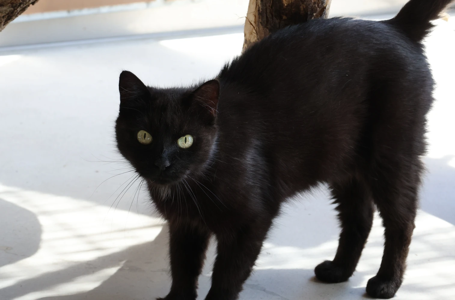 Katze Lalita